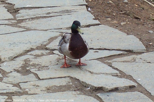 Photo de Canard