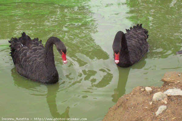 Photo de Cygne