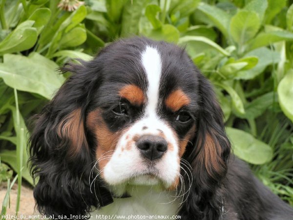 Photo de Cavalier king charles spaniel