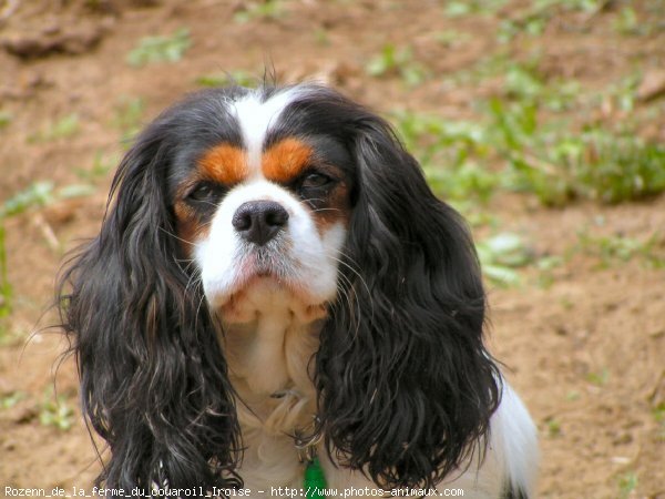 Photo de Cavalier king charles spaniel