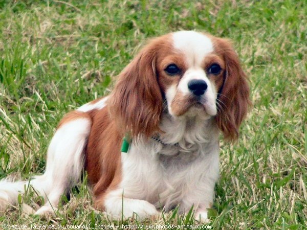 Photo de Cavalier king charles spaniel