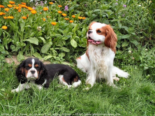 Photo de Cavalier king charles spaniel