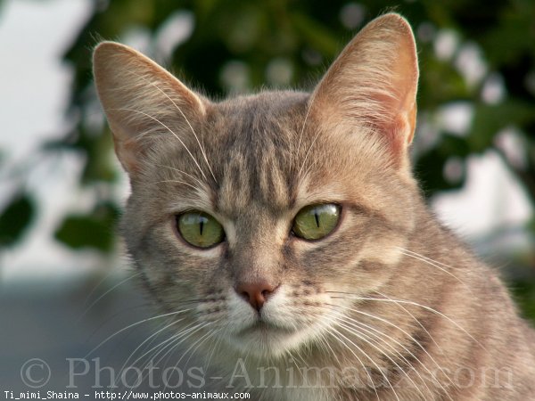 Photo de Chat domestique