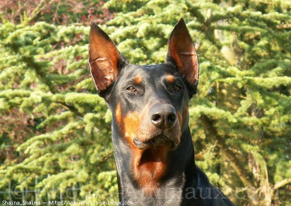 Photo de Dobermann