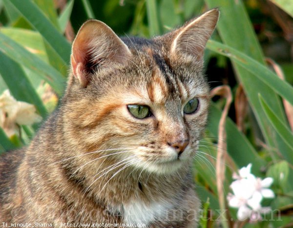 Photo de Chat domestique