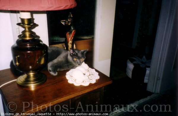 Photo de Chartreux