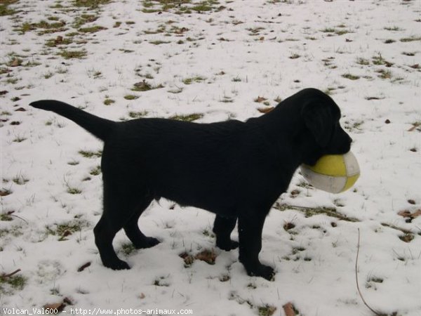 Photo de Labrador retriever