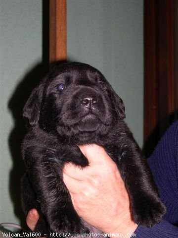 Photo de Labrador retriever