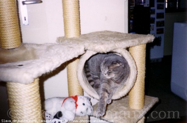 Photo de Scottish fold