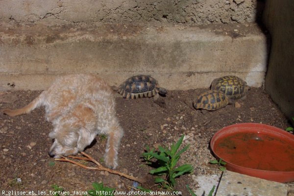 Photo de Races diffrentes