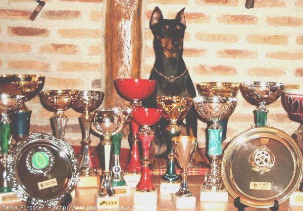 Photo de Pinscher allemand