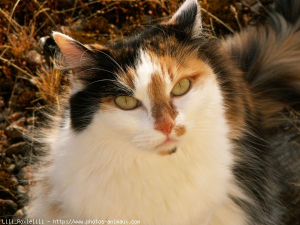 Photo de Chat domestique