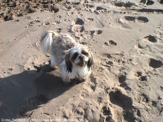 Photo de Shih tzu