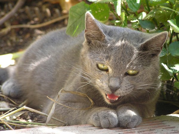 Photo de Chat domestique