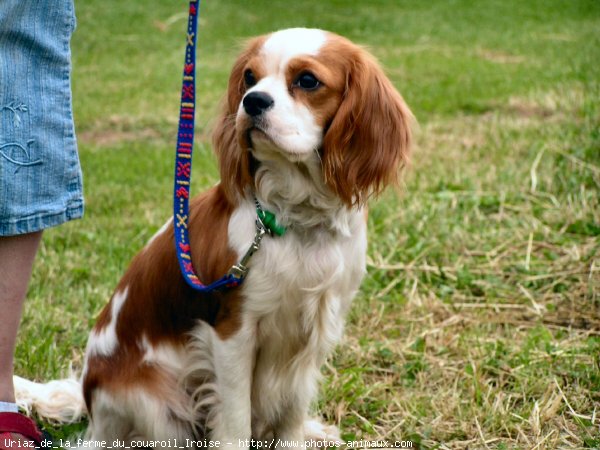 Photo de Cavalier king charles spaniel