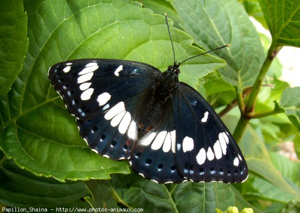 Photo de Papillon