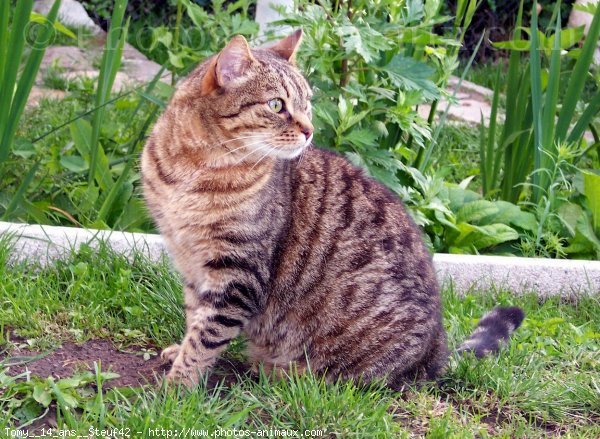 Photo de Chat domestique