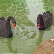 Photo de Cygne