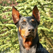 Photo de Dobermann