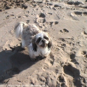 Photo de Shih tzu