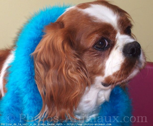 Photo de Cavalier king charles spaniel