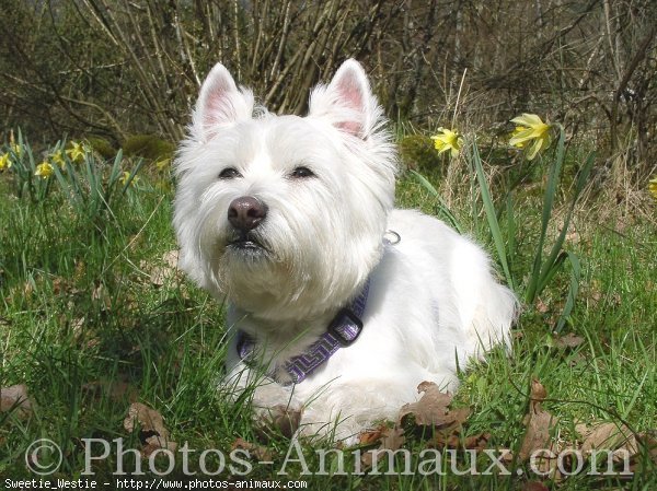 Photo de West highland white terrier