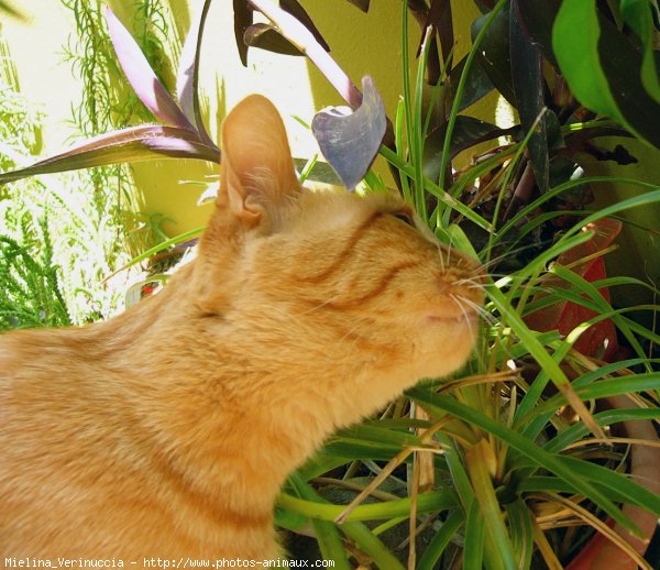 Photo de Chat domestique