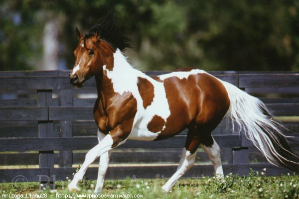 Photo de Paint horse