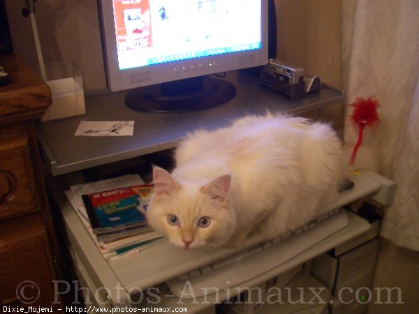 Photo de Ragdoll