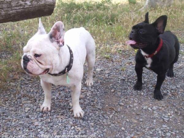 Photo de Bouledogue franais