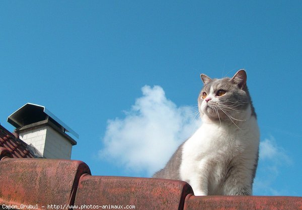 Photo de British shorthair