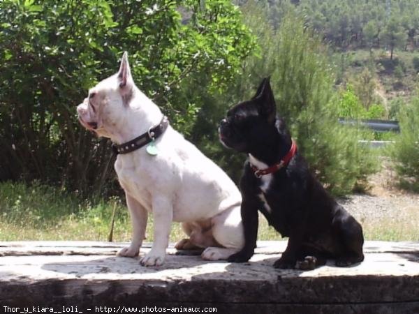 Photo de Bouledogue franais