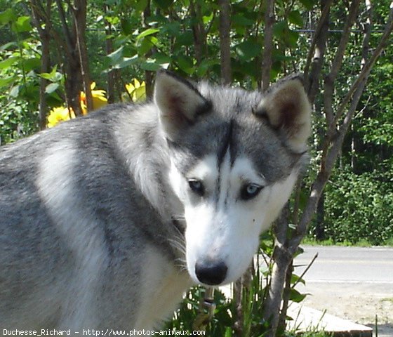 Photo de Husky siberien