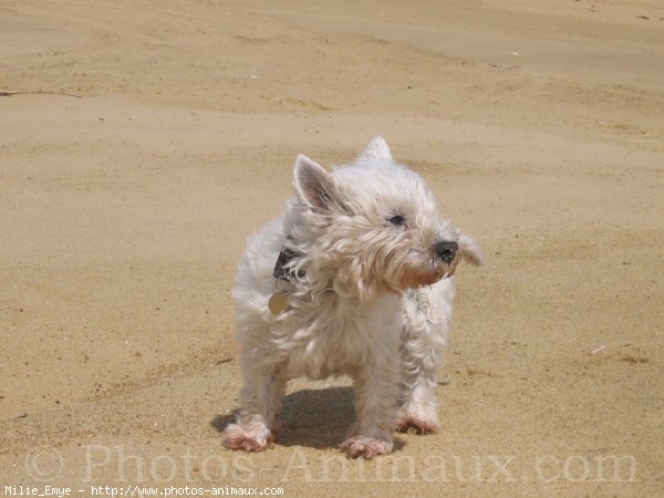 Photo de West highland white terrier