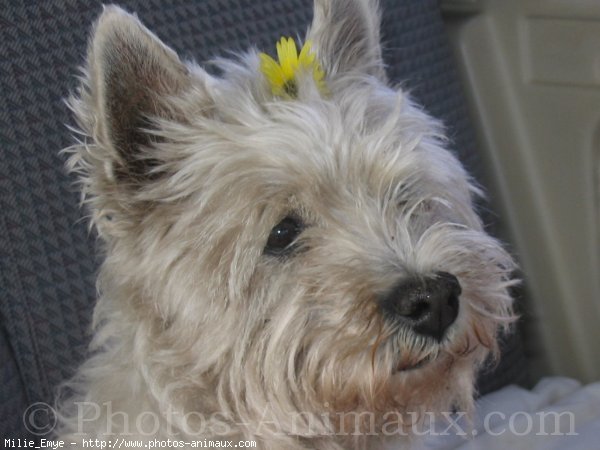 Photo de West highland white terrier