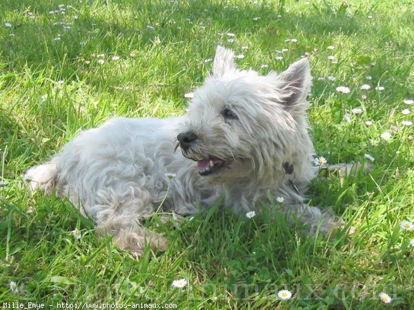 Photo de West highland white terrier