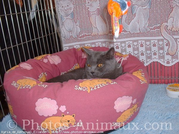 Photo de Chartreux