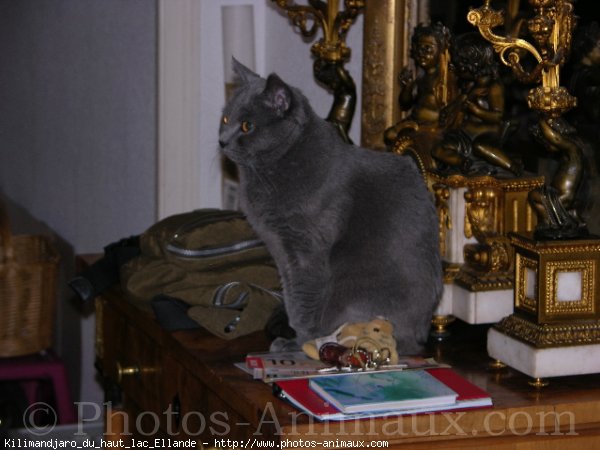 Photo de Chartreux