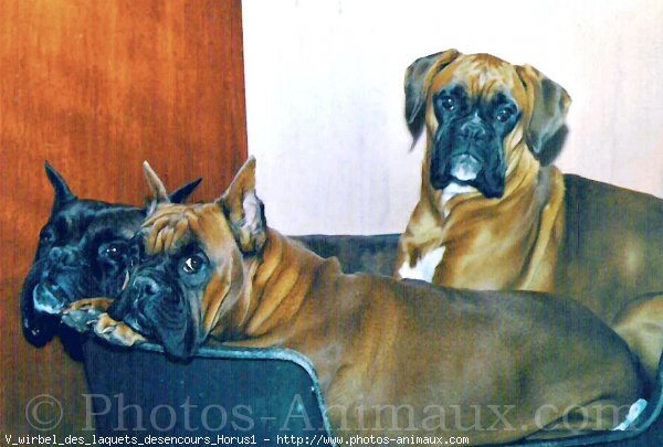 Photo de Boxer