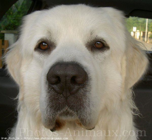 Photo de Chien de berger des tatras