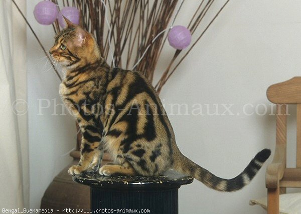 Photo de Bengal