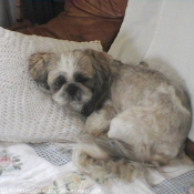 Photo de Shih tzu