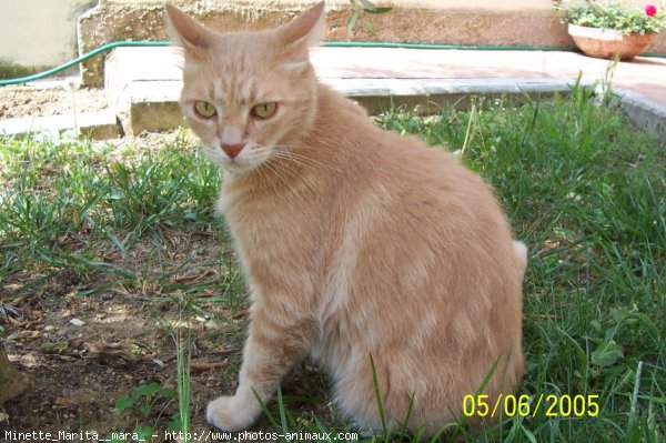 Photo de Chat domestique