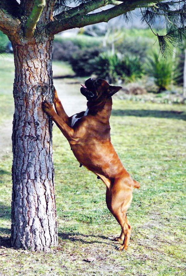 Photo de Boxer