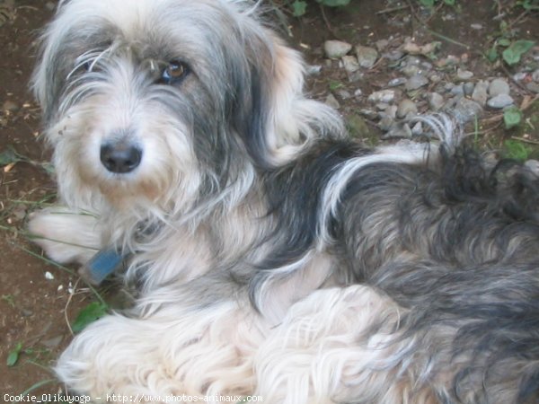 Photo de Coton de tulear