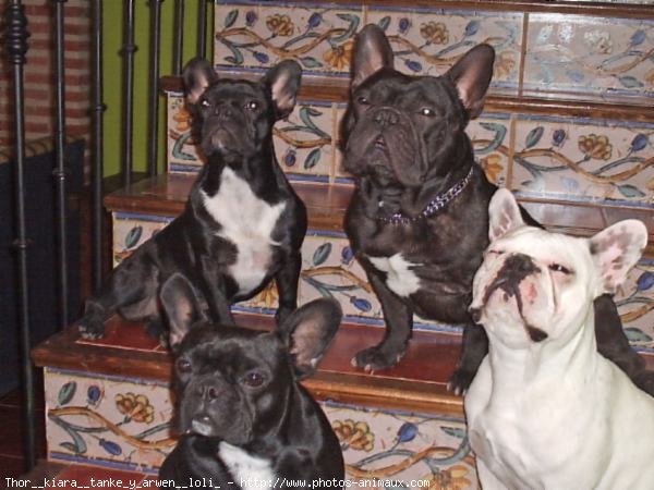 Photo de Bouledogue franais