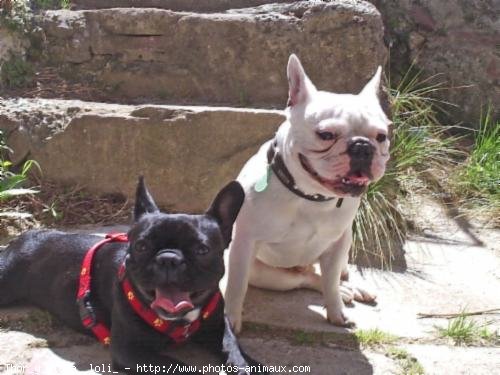 Photo de Bouledogue franais