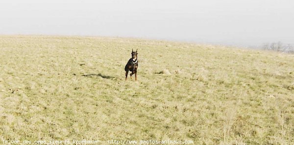 Photo de Dobermann