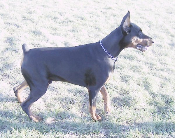 Photo de Dobermann