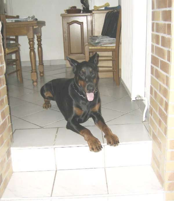 Photo de Dobermann